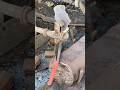 Pembuatan pisau sadap karet⚒️⚔️ #work #handmade #viral #fyp #shorts