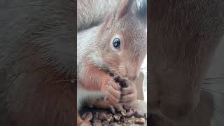Белка ест кедровые орехи / Squirrel eats cedar nuts