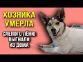 ХОЗЯЙКА УМЕРЛА. Слепого полу-КОРГИ Лёню выгнали из дома | Песик ходил в магазин, чтобы выжить