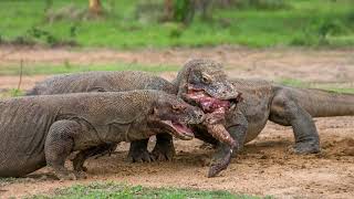 The Secret Power of Komodo Dragons Revealed