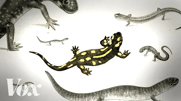 Save the salamanders, unsung heroes of the forest