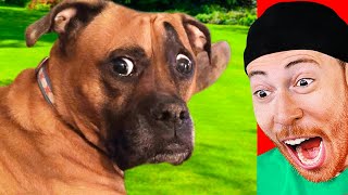 FUNNIEST Confused Pets Compilation