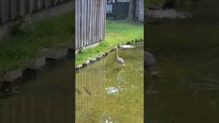 Hungry Heron Hits Jackpot with Huge Fish for Lunch #shorts #lazypondfarm