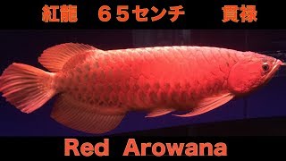 マニア入魂　紅龍　レッドアロワナ　６５センチ　貫禄の銘魚　「アクアリウム」「RED AROWANA」