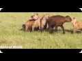 Gorilla Vs Bear Lion Buffalo Big Baboon Hyena Most Amazing Wild Animal Attacks Gorilla Vs Bear Lion Buffalo Big Baboon Hyena Most Amazing Wild Animal Attacks