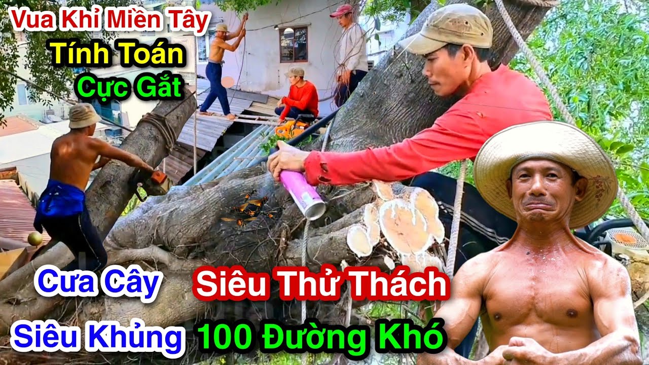 Hết Hồn Cực Bất Ngờ Vua Khỉ Cưa Cây Sộp Siêu To Có Niên Đại 200 Năm Làm Chấn Động