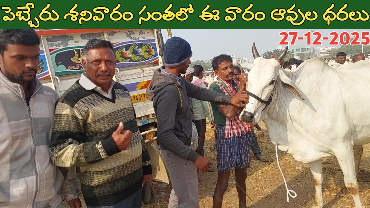 పెబ్బేరు శనివారం సంతలో ఈ వారం ఆవుల ధరలు | Pebbair cow market | Biggest cow | cow prices | cow videos