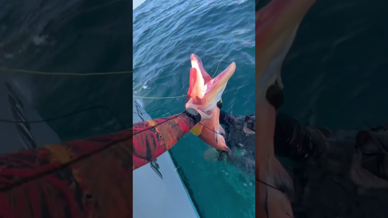 Dinosaur Hogfish hitting the deck 