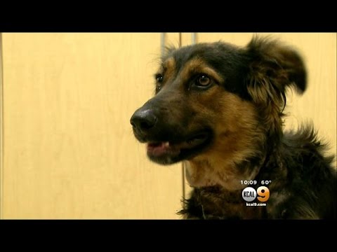 Video: Hund som finns med skosnören inbäddad i nacken, finner hopp med Houston Rescue