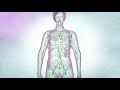 The lymphatic drainage system | Cancer Research UK