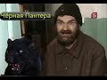 Чёрная Пантера (пародия)