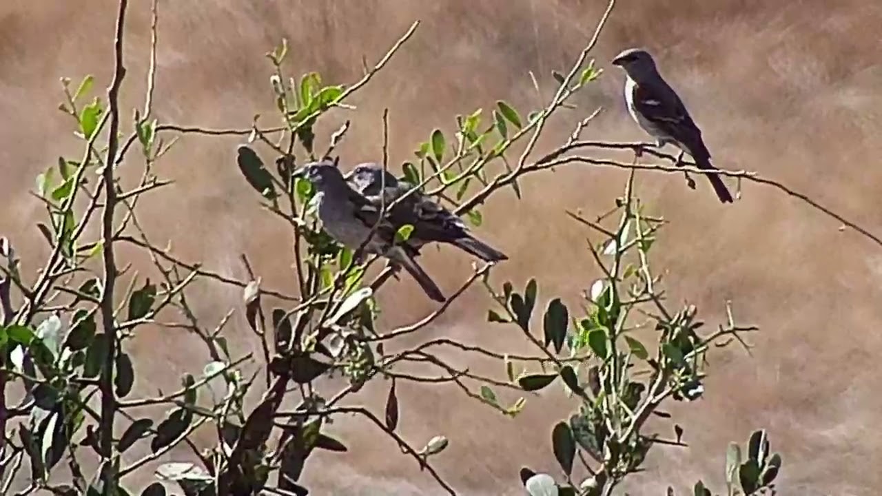 camera iphone 8 plus apk Djuma: Yellow-fronted Canaries and Grey-headed Sparrows - 13:50 - 07/24/19