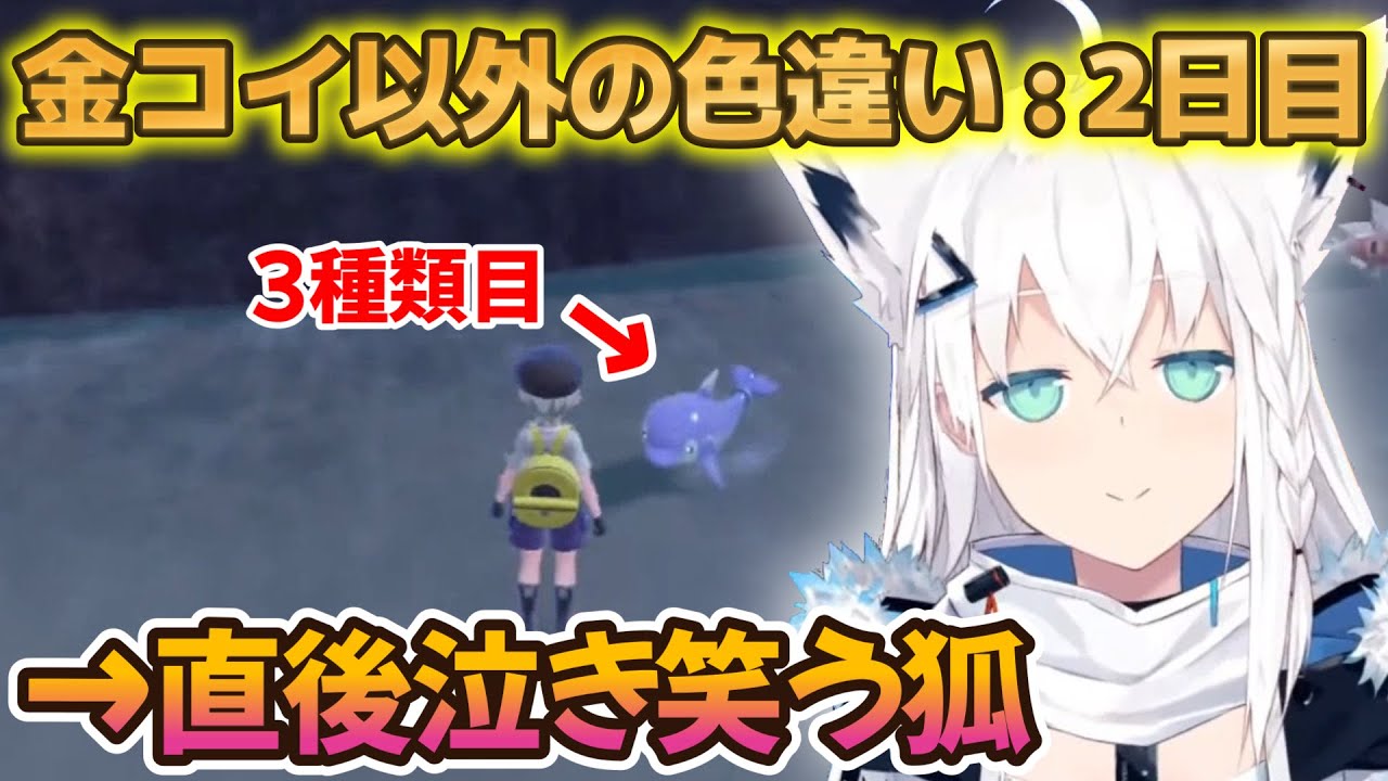 【白上フブキ】金コイ耐久中にまたもや他の色違いと出会ってしまい、喜びと嘆きの複雑な叫びを上げる白上さんの耐久2日目ｗ【切り抜き/ホロライブ/ポケモンSV】