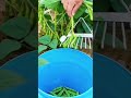 This is a special tool to make it easier to separate a fruit.#youtubeshorts