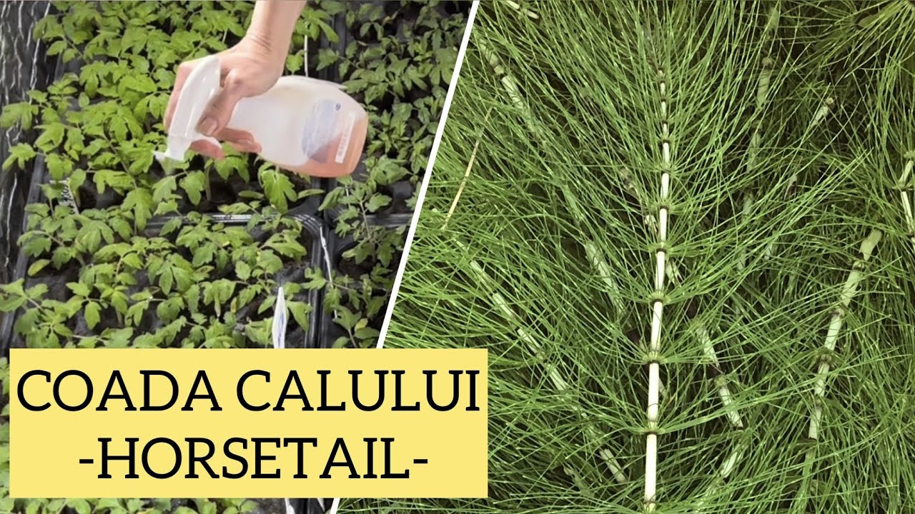 Cea mai buna protectie fungica in gradina BIO The best protection against a fungal attack-subtitled