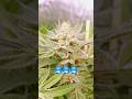 Zuckerexplosion #420 - Cherry Punch F1 in Living Soil von Couple of Plants