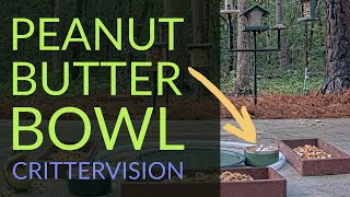 Here's what happens when you put a bowl of peanut butter in the forest at CritterVision!