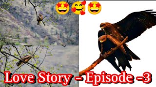 Love In The Air - Black Kite Pair Matting - Episode -3
