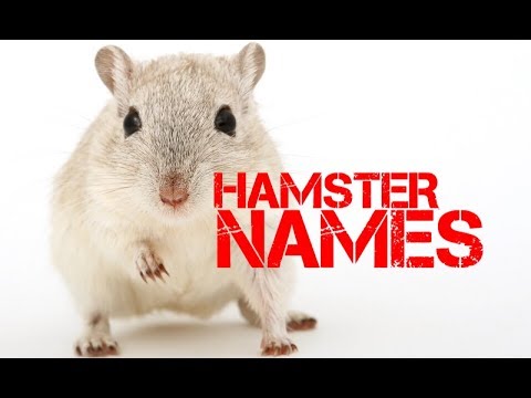 girl-hamster-names-beginning-with-w---youtube