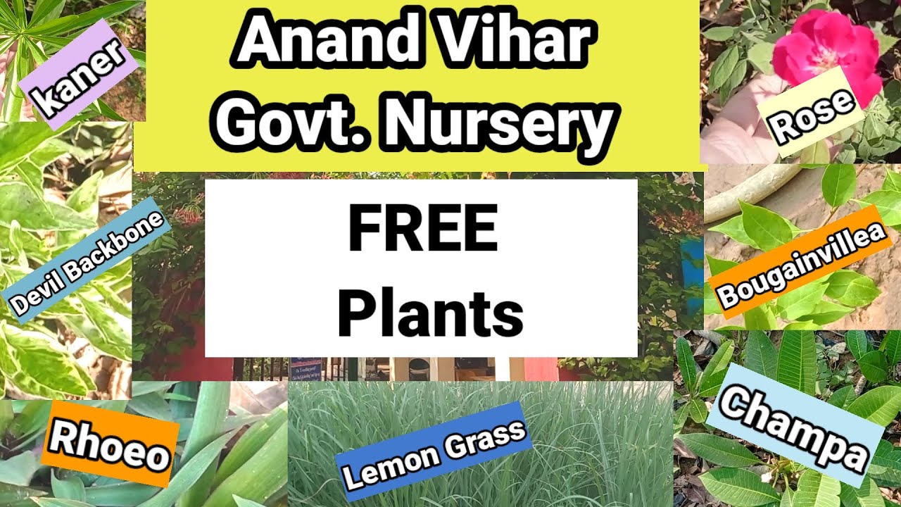 Free Plants By Delhi Govt.||Anand Vihar Govt. Nursery|| 