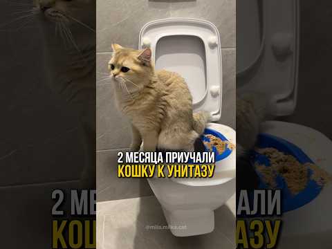 Как устранить запах после кошачьей мочи? Подробнее в описании👇🏻