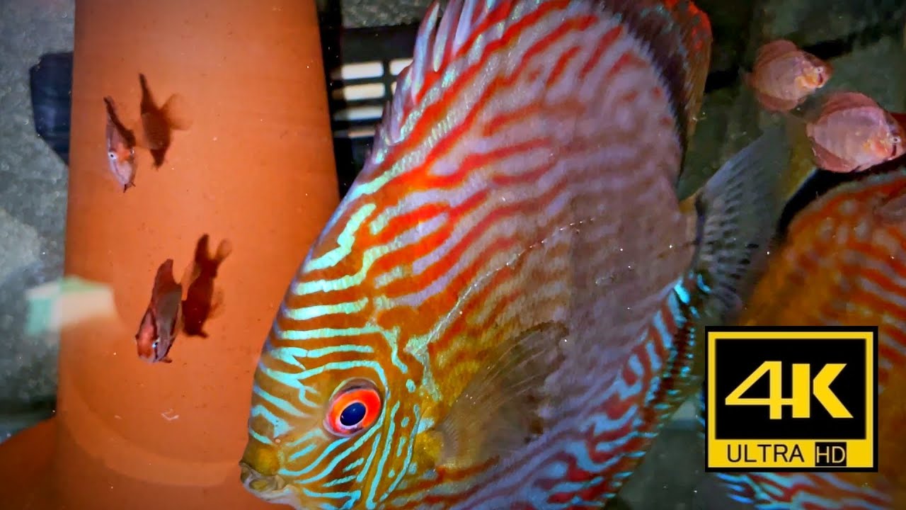 vol.１【難易度MAX ワイルドディスカスの繁殖に成功⁉】