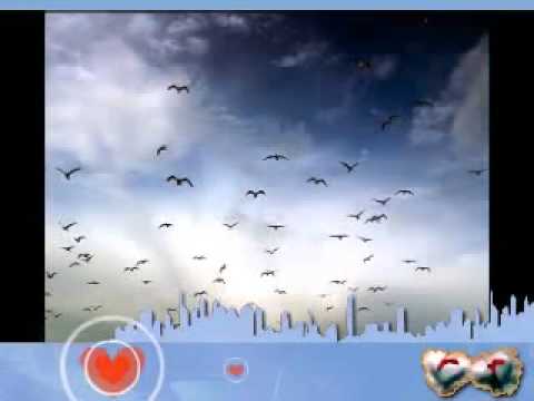 ჩიტი გვრიტი