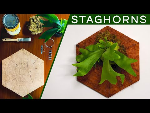 Video: Choosing A Staghorn Fern Mount - What Can You Mount A Staghorn Fern To