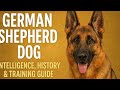 German Shepherd Dog | Intelligence, History & Training Guide