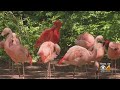 That S Pretty Neat Same Sex Pair Of Flamingos At Denver Zoo That S Pretty Neat Same Sex Pair Of Flamingos At Denver Zoo