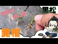 黒松 軸切り挿し芽 発根までの期間は?発根の仕方は?Black pine Seedling cuttings How long does it take to root? How to root?