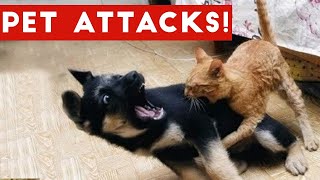 Funniest Animals 2022 😂 Funniest Cats and Dogs 😺🐶 Pets Sglobal by Pets SGlobal  54 views 1 year ago 3 minutes, 44 seconds