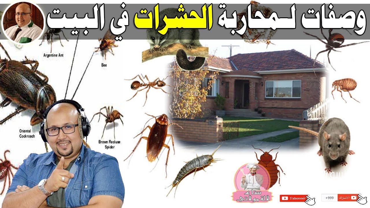 وصفات وطرق لمحاربة الحشرات في البيت - الدكتور عماد ميزاب imad mizab