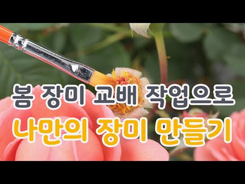 [치치의가드닝클래스] 장미 교배로 신품종 장미 만들어봐요_How to cross-fertilization a rose