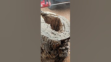 Creating A Log Beehive (Apis Arborea)