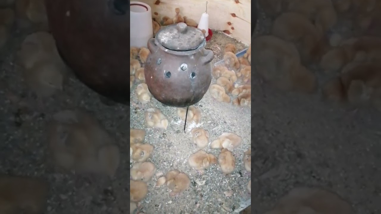 Kenbro raising kenbro chicks, day old. - YouTube