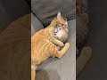 しつけが激しい