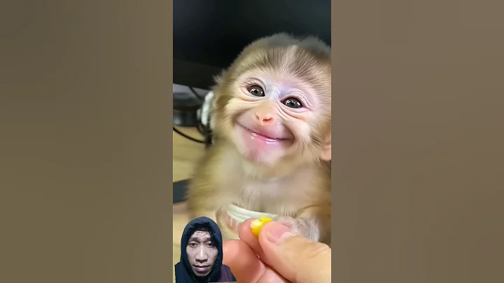 Baby Monkey Eats Corn and Gives the Sweetest Thank-You Smile Ever! 🌽😊 #monkey #cute #babymonkey ,