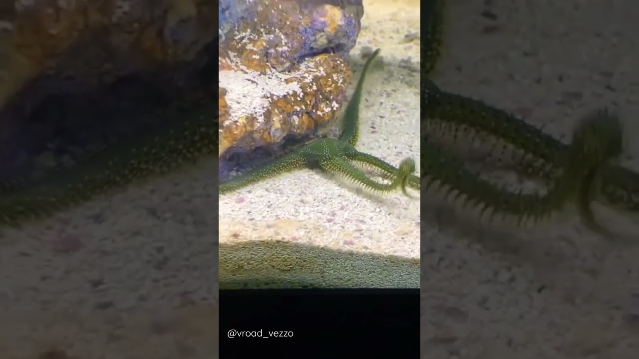 Salt Water Star Fish 