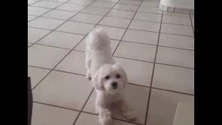 Maltese Barks