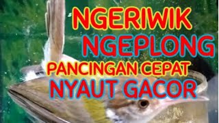 Download Lagu Suara Pancingan Prenjak Lumut Ngeriwik Ngeplong Jadikan Prenjak Lumut Lain Nyaut Ikut Gacor