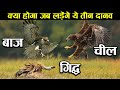 चील vs बाज़ vs गिद्ध की लड़ाई में कौन जीतेगा ! Eagle vs vulture vs hawk !  कौन है सबसे खतरनाक