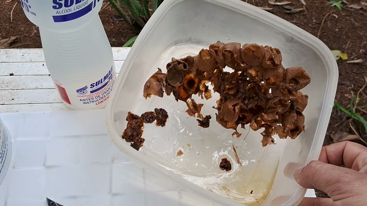 Melhor atrativo para abelhas nativas / otimizar seu atrativo e aumentar suas capturas / Jataí e ...