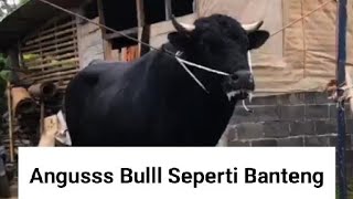 SAPI HITAM TAPI BUKAN GRANDONG SETIA FARM❗