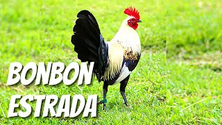 Bonbon Estrada | Anthony Garcia | Poultry Expo screenshot 5
