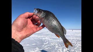 Рыбалка. Рыбалка на окуня.Окунь на мормышку. РЫБАЛКА НЕ ТРОФЕЙНАЯ))))