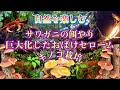 【池小屋の自然その後】サワガニや巨大化セロームの伐採、キノコの原木・菌糸栽培