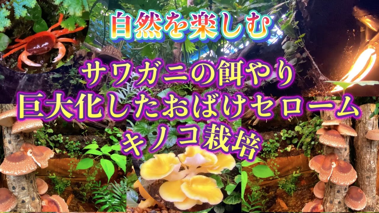 【池小屋の自然その後】サワガニや巨大化セロームの伐採、キノコの原木・菌糸栽培