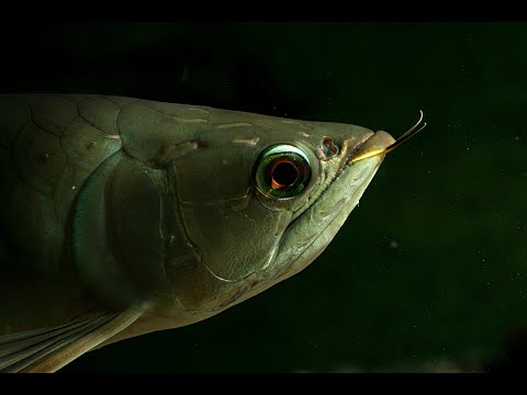 Arowana