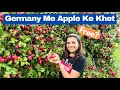 Germany ke apple farms  free me apple tod ke khaye germany me     